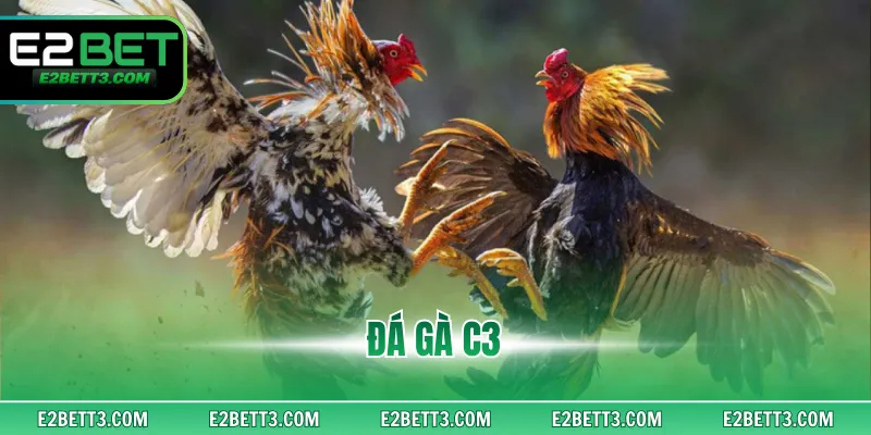 Đá Gà C3 - Cách Lựa Chọn Chiến Kê Giành Thắng Lớn Tại E2BET