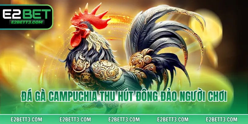 Đá gà Campuchia hấp dẫn, đa dạng lựa chọn