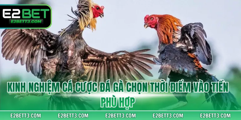 Kinh nghiệm cá cược đá gà chọn thời điểm vào tiền phù hợp