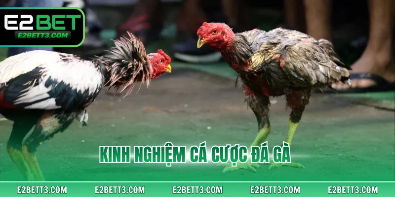 Kinh Nghiệm Cá Cược Đá Gà Chuẩn Thắng Lớn Từ Chuyên Gia